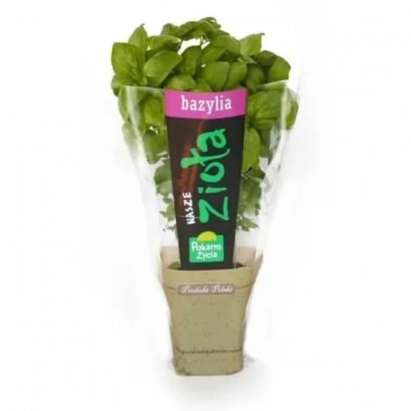 ZIELENIAK Bazylia w doniczce mala 1 szt.. 7,69 zl/szt.
