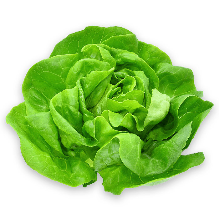 ZIELENIAK Salata maslowa 1 szt.. 24,94 zl/kg